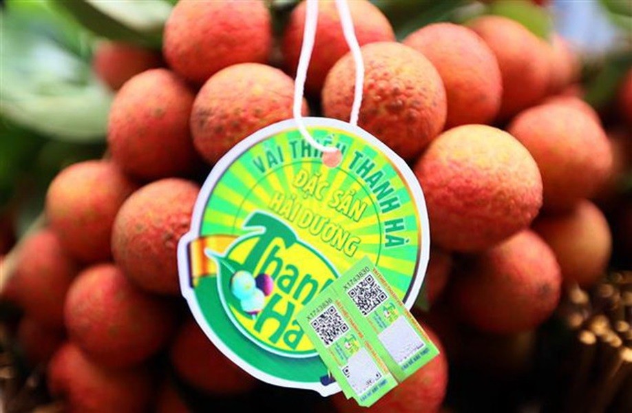 Vải thiều Thanh Hà được gắn tem truy nguồn gốc sản phẩm. Vải thiều Thanh Hà được gắn tem truy nguồn gốc sản phẩm.