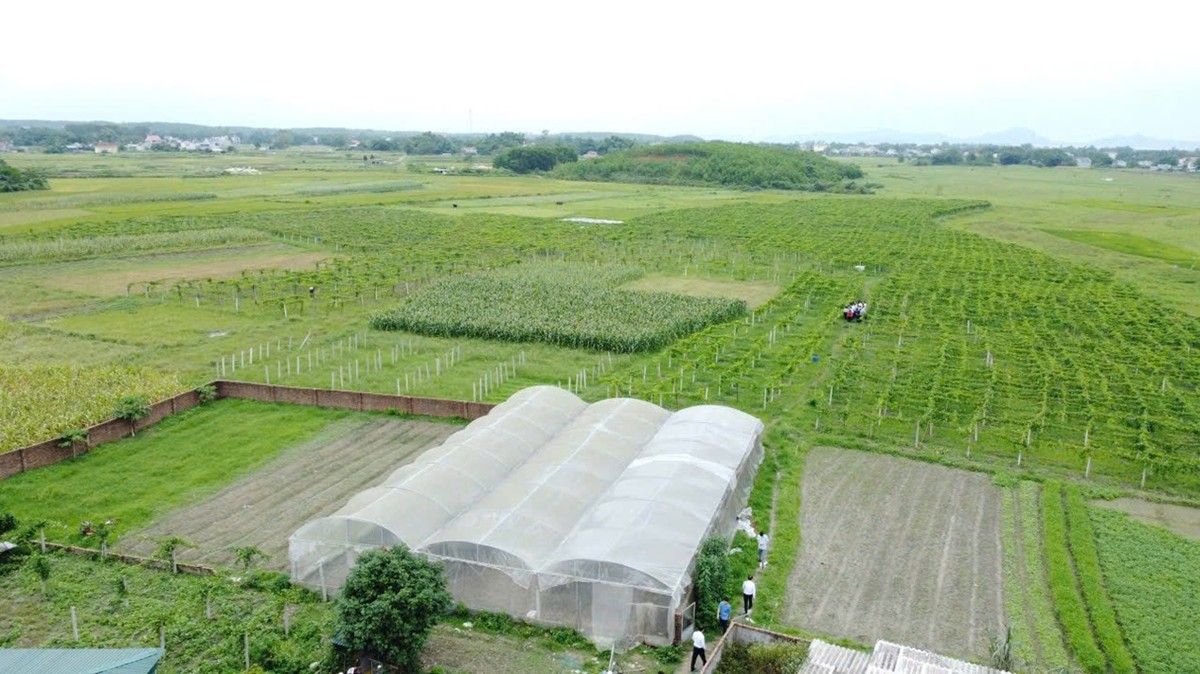 Sản xuất nông nghiệp nhà lưới, áp dụng công nghệ hiện đại được áp dụng tại một số địa phương tại Quảng Ninh.