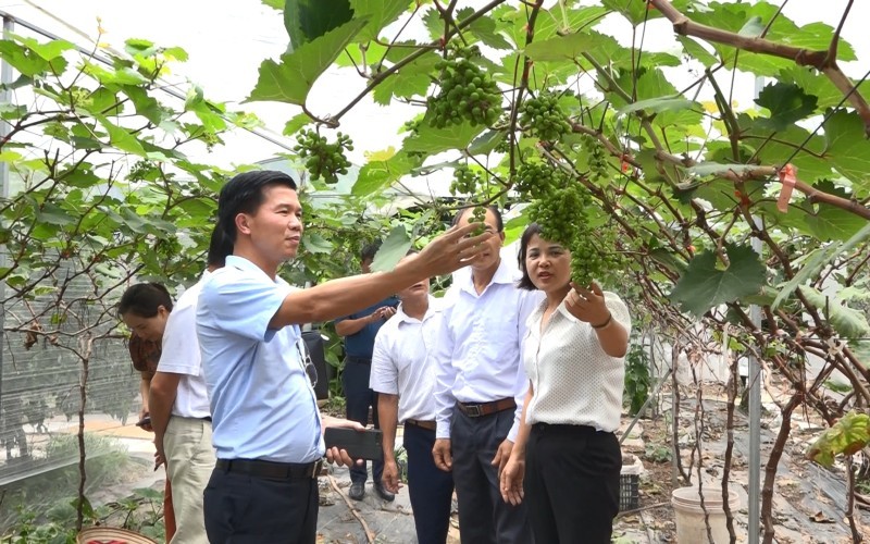 Nông nghiệp Hà Nội chuyển mình mạnh mẽ theo hướng sinh thái, công nghệ cao sau khi triển khai Chương trình mục tiêu quốc gia. Nông nghiệp Hà Nội chuyển mình mạnh mẽ theo hướng sinh thái, công nghệ cao sau khi triển khai Chương trình mục tiêu quốc gia.