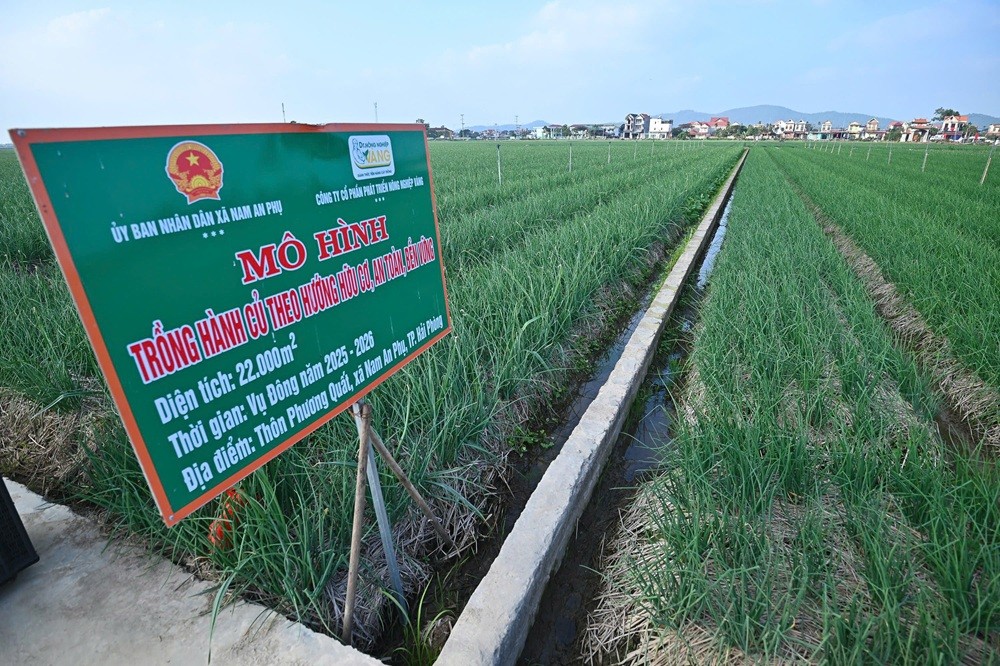 Mô hình trồng hành củ theo hướng hữu cơ, an toàn, bền vững tại xã Nam An Phụ, TP. Hải Phòng.