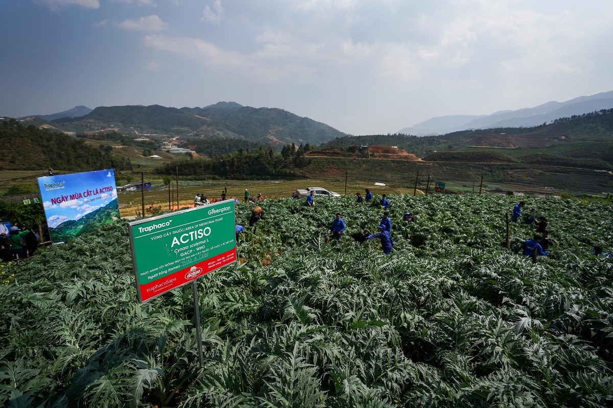 Người dân các vùng nguyên liệu được hưởng lợi từ trà thảo dược Boganic Người dân các vùng nguyên liệu được hưởng lợi từ trà thảo dược Boganic