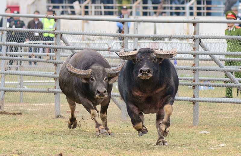 Người dân nô nức đi xem chọi trâu ngày đầu năm mới ảnh 11