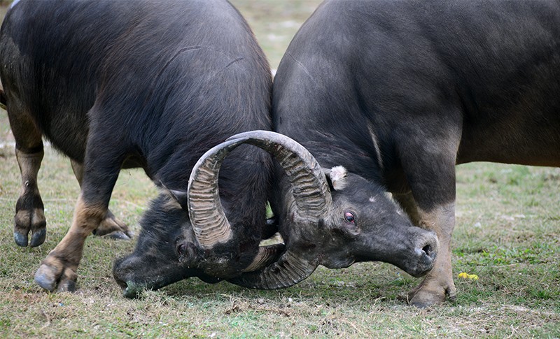 Người dân nô nức đi xem chọi trâu ngày đầu năm mới ảnh 8