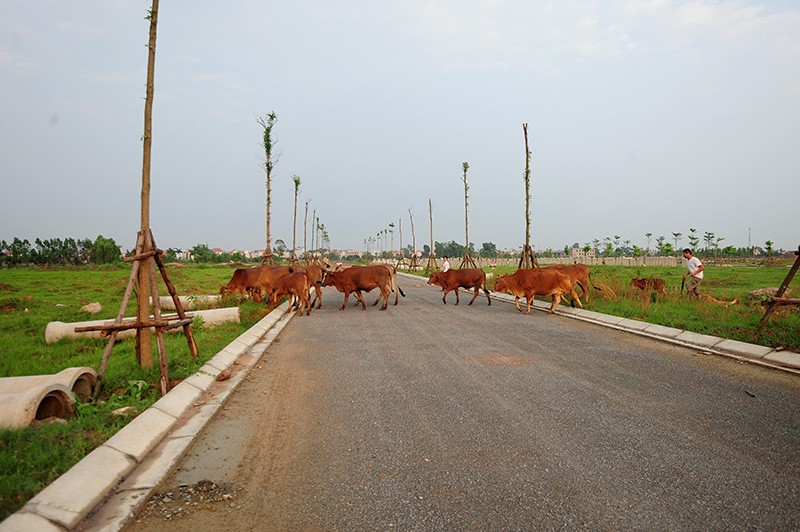Phơi miến, chăn bò tại dự án đại gia “điếu cày” mới sắm ảnh 6