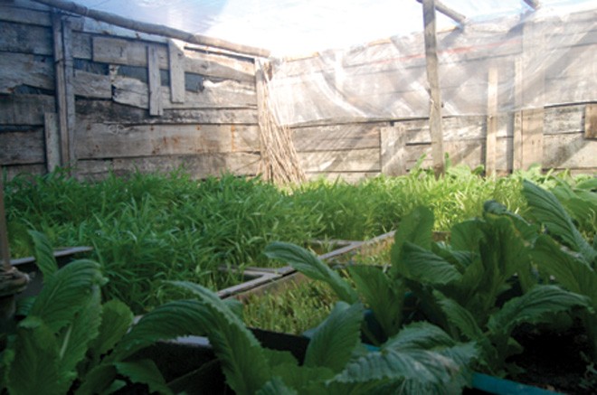 Chuyện những khay đất ở Trường Sa... ảnh 1 Chuyện những khay đất ở Trường Sa... ảnh 1