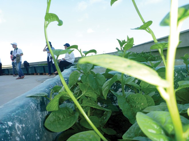 Chuyện những khay đất ở Trường Sa... ảnh 4 Chuyện những khay đất ở Trường Sa... ảnh 4