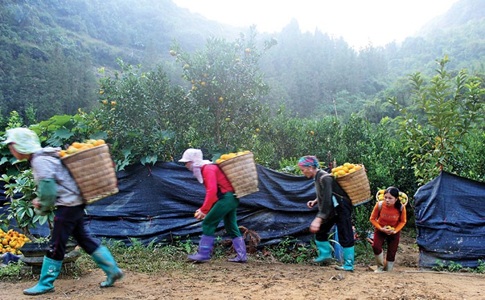 Ký sự đồng rừng… ảnh 1