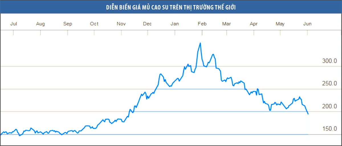 Cú sốc giá và nỗi lo doanh nghiệp cao su quay lại thời gian khó ảnh 1