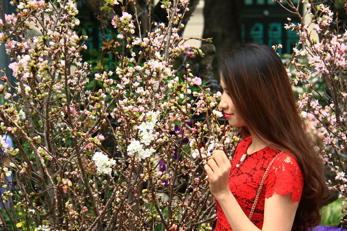 Người Hà Nội “mê tít” hoa Anh đào ảnh 10