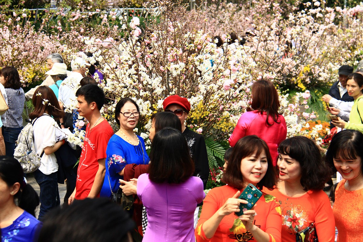 Người Hà Nội “mê tít” hoa Anh đào ảnh 2