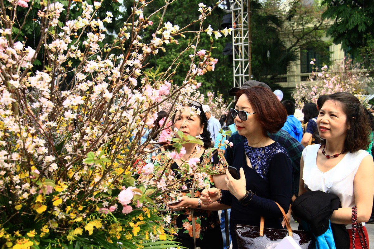 Người Hà Nội “mê tít” hoa Anh đào ảnh 5