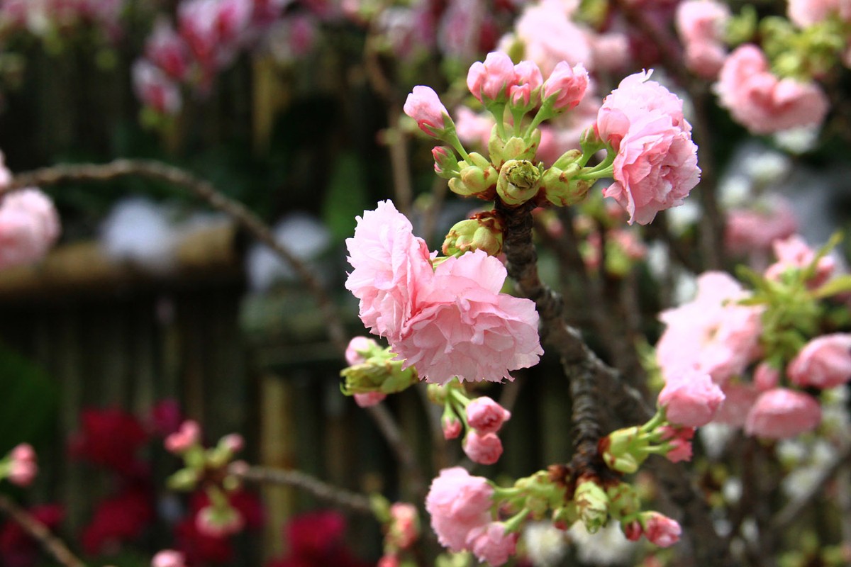 Người Hà Nội “mê tít” hoa Anh đào ảnh 7