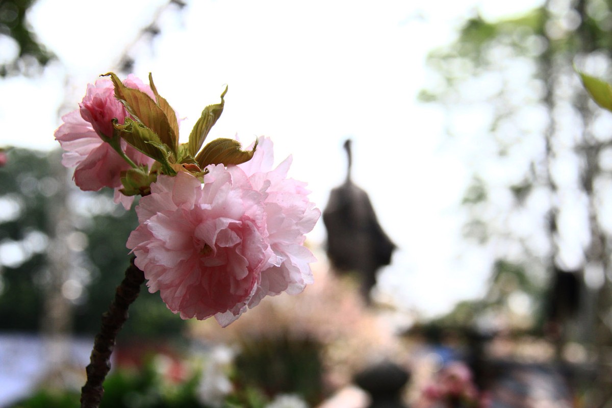 Người Hà Nội “mê tít” hoa Anh đào ảnh 8