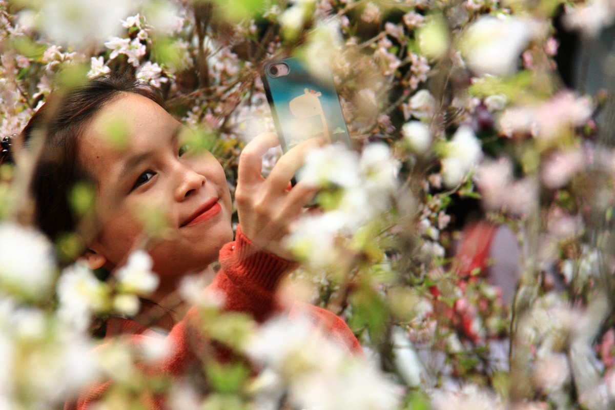 Người Hà Nội “mê tít” hoa Anh đào ảnh 9