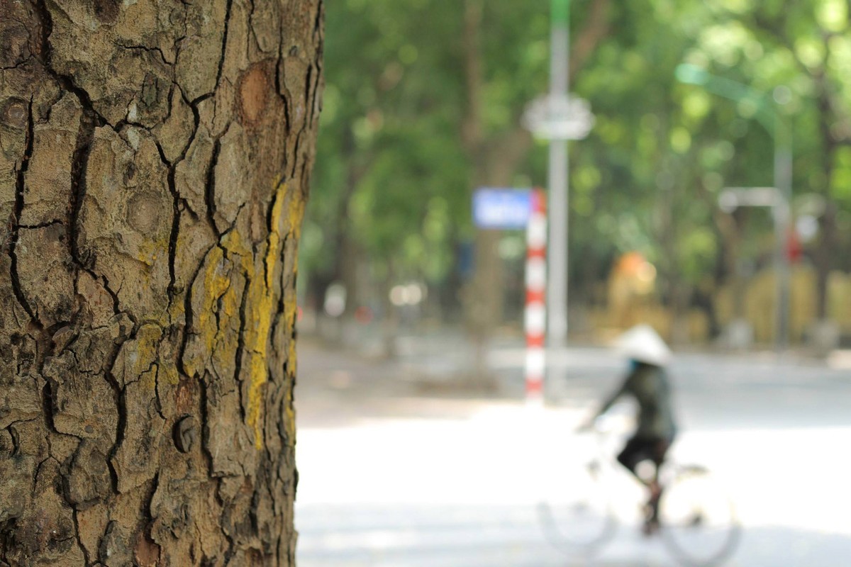 Hà Nội mùa lá đổ ảnh 5