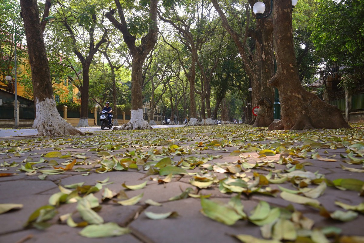 Hà Nội mùa lá đổ ảnh 1