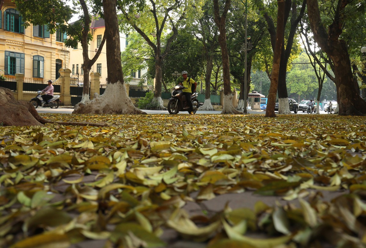 Hà Nội mùa lá đổ ảnh 2