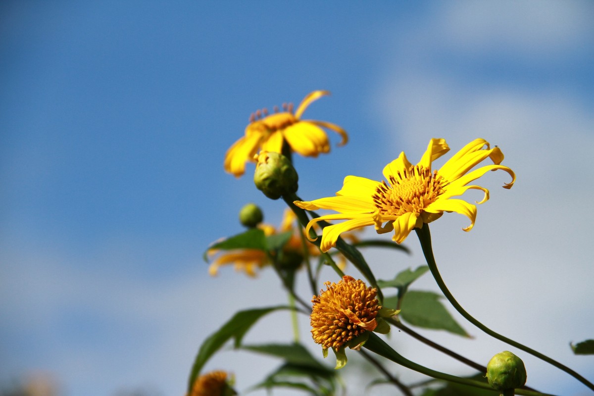 Nhớ Tây Nguyên ảnh 3