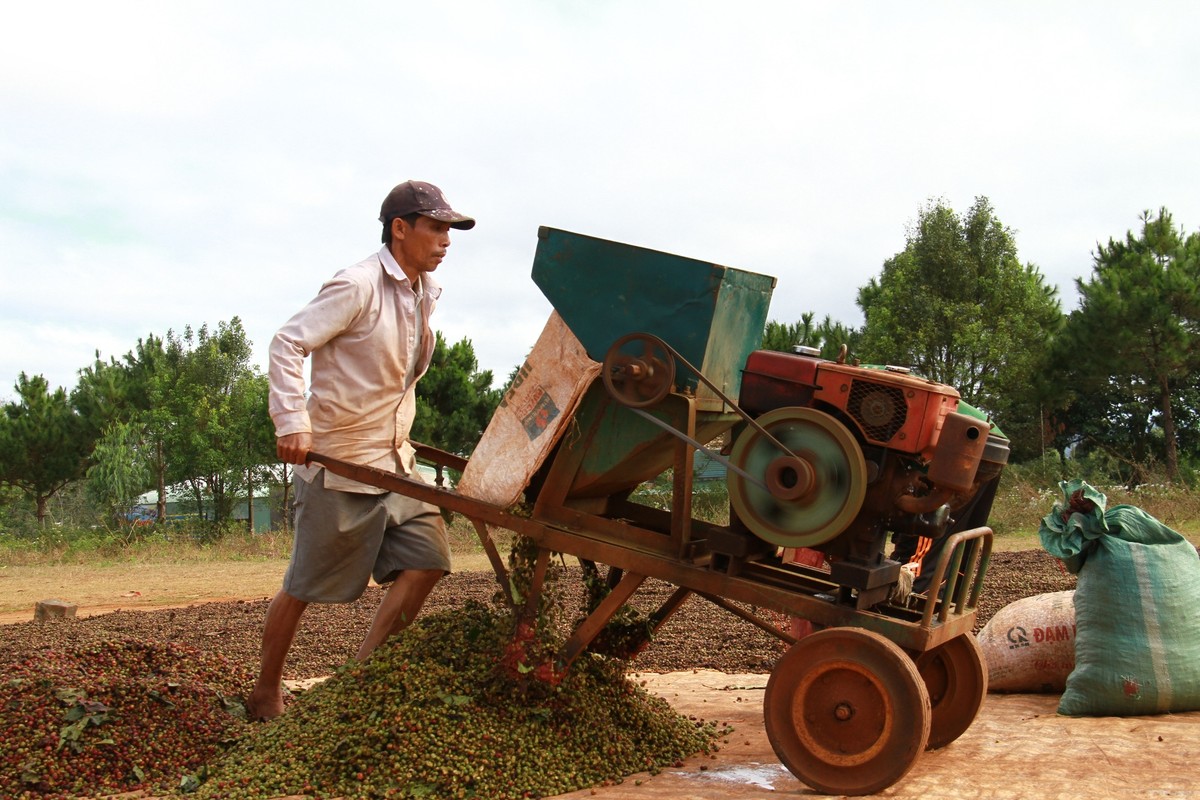 Nhớ Tây Nguyên ảnh 10