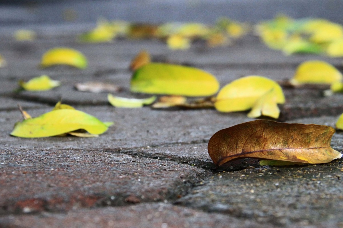 Viết cho mùa Thu ảnh 2