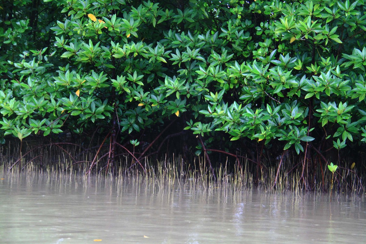 Về Đất Mũi ảnh 6