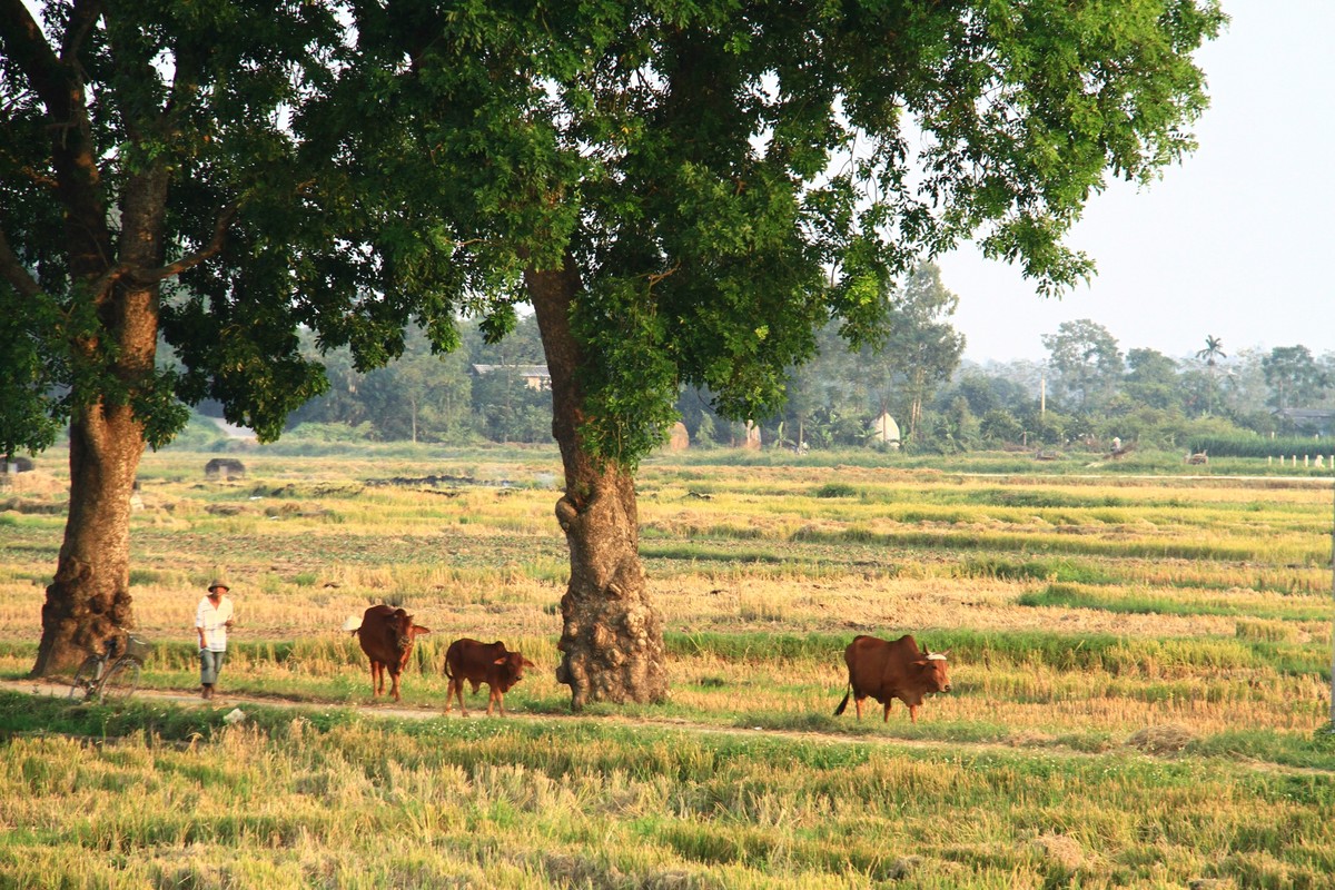 Tháng Chạp! ảnh 2