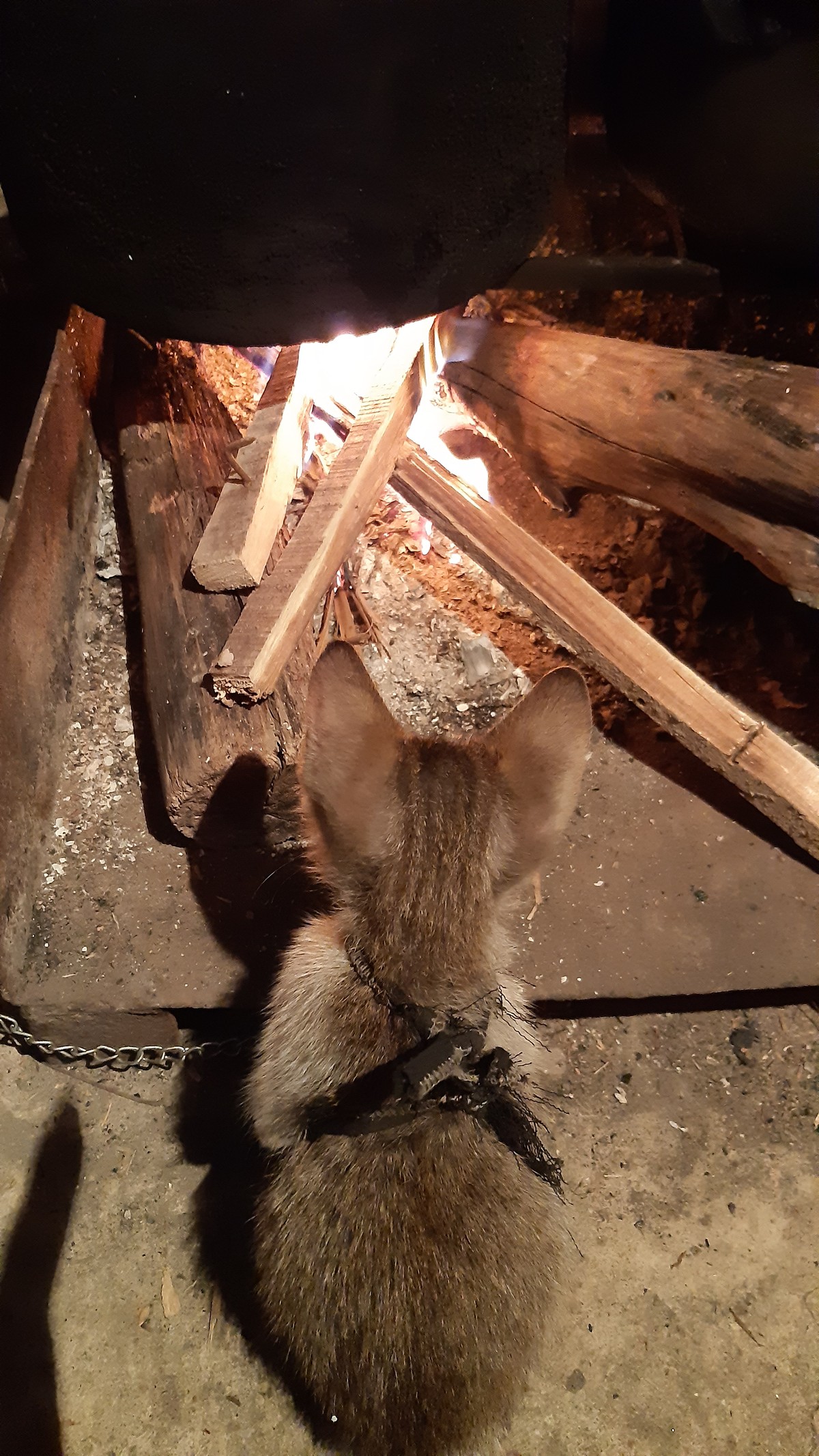 Ai ơi, về bếp nướng khoai ảnh 1