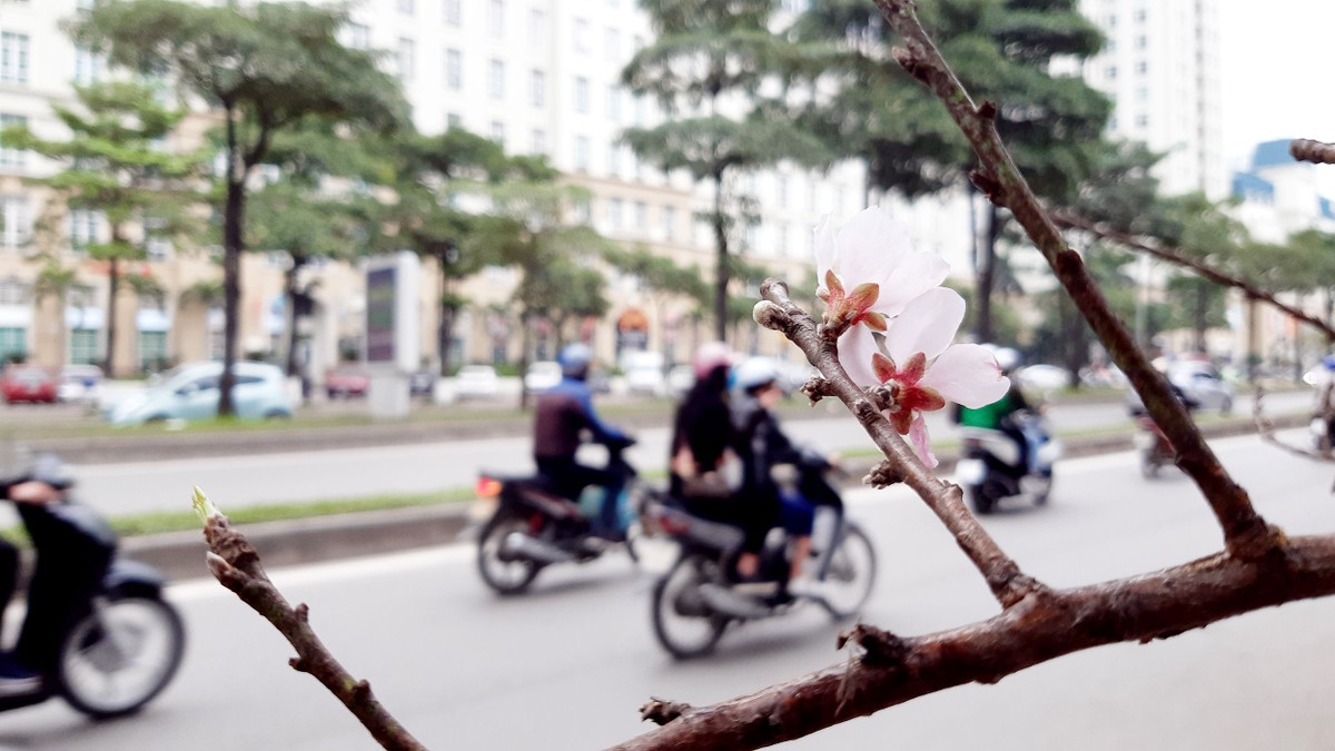 Trả phố cho người ảnh 4