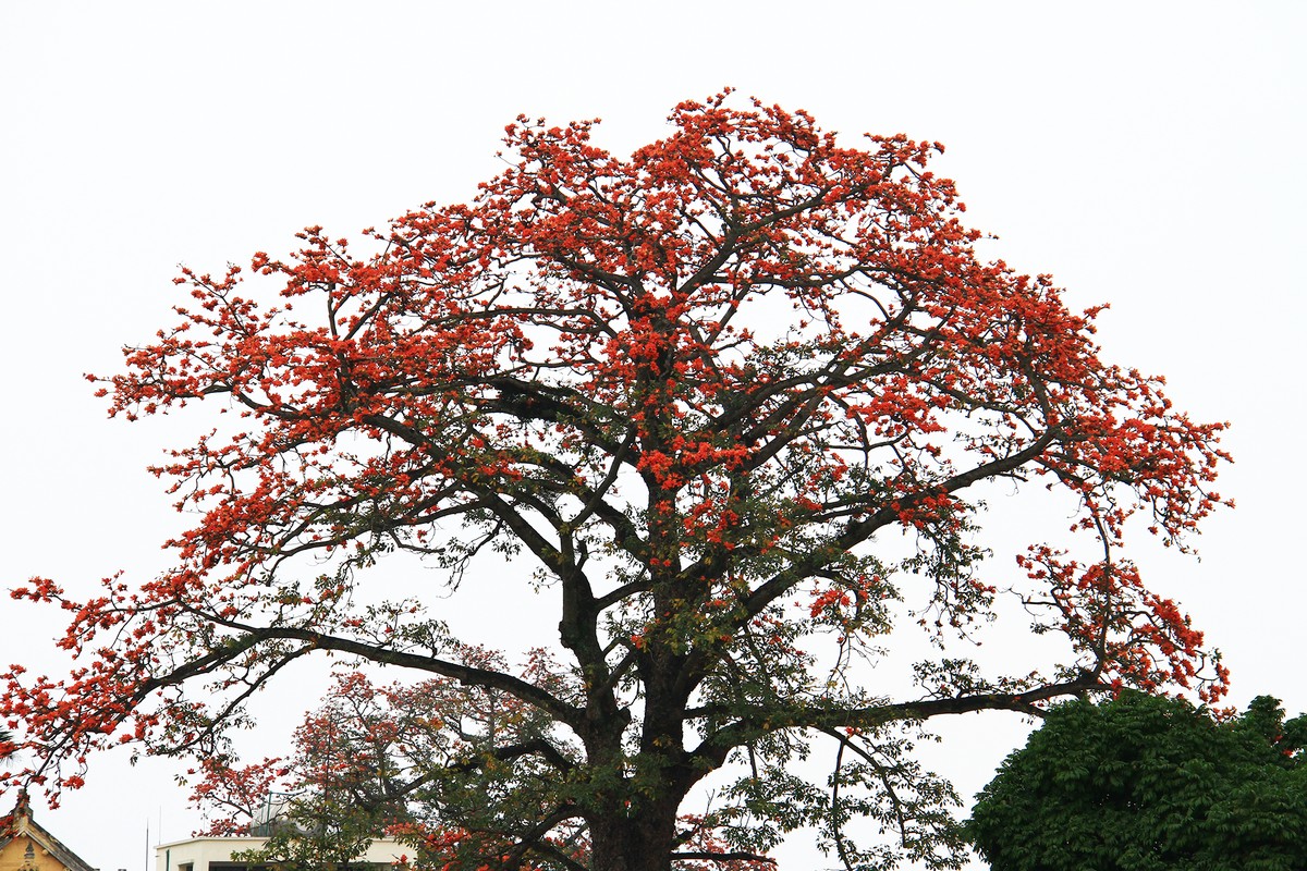 Tháng 3 đỏng đảnh như con gái ảnh 3