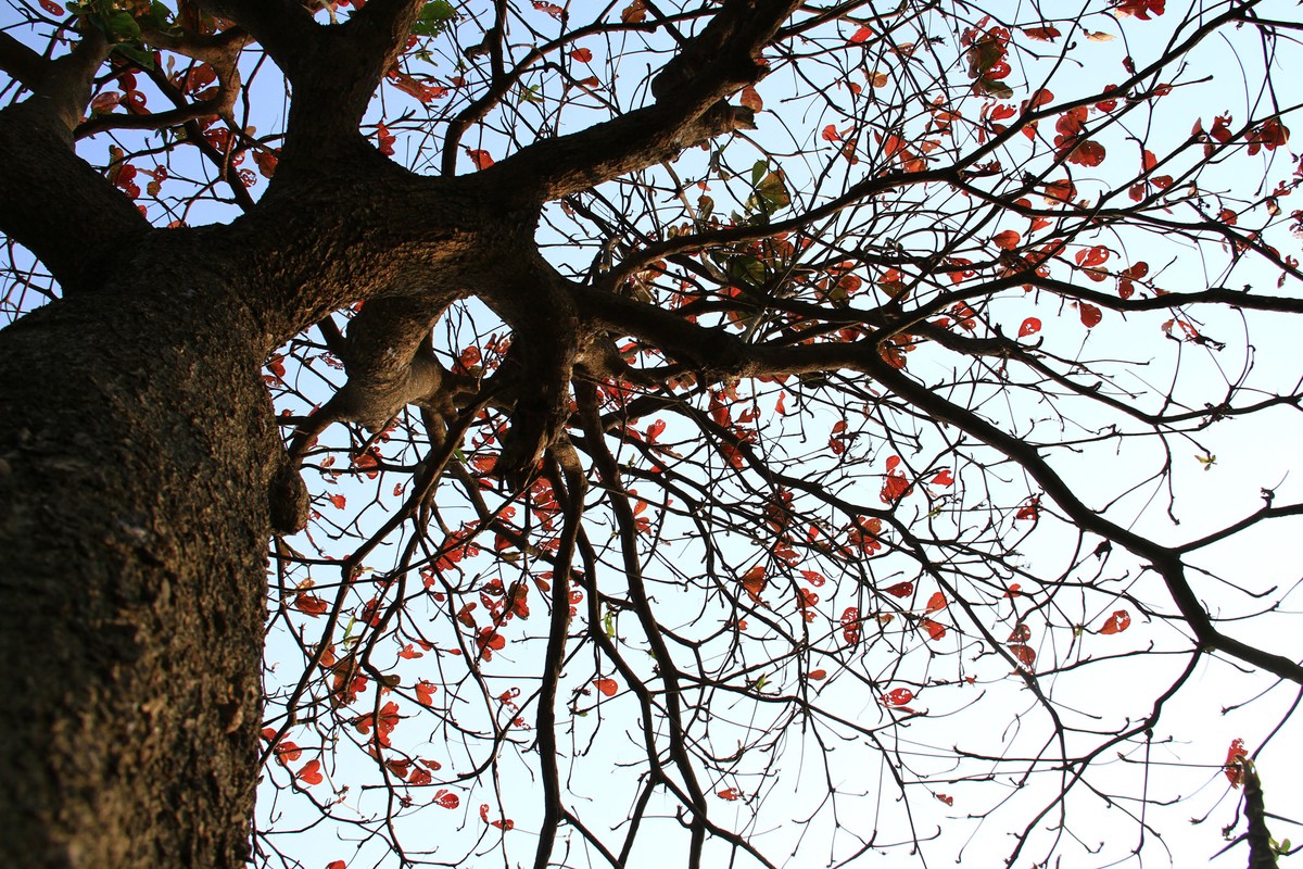 Nhớ mùa Xoan cũ ảnh 4