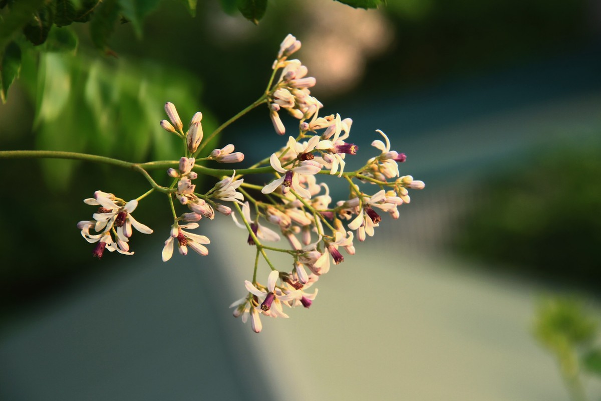 Nhớ mùa Xoan cũ ảnh 1