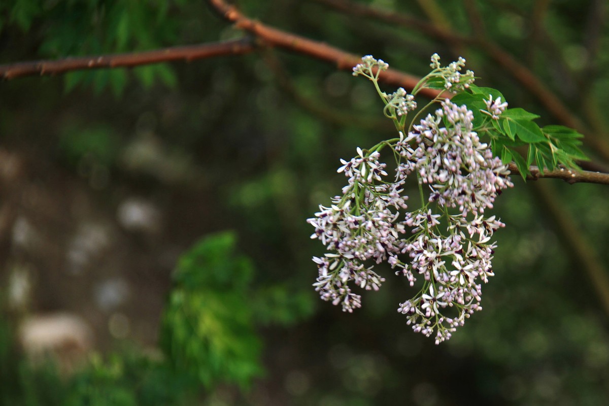 Nhớ mùa Xoan cũ ảnh 3