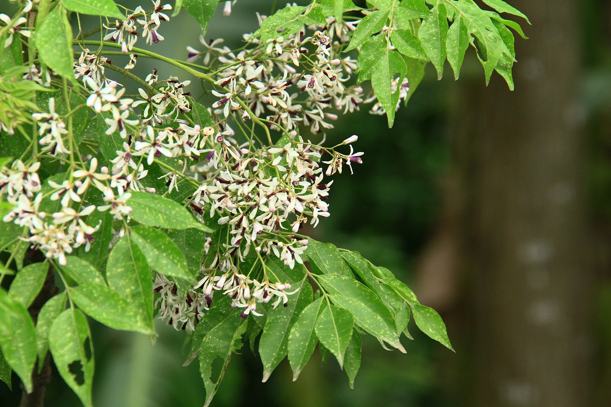 Nhớ mùa Xoan cũ ảnh 2