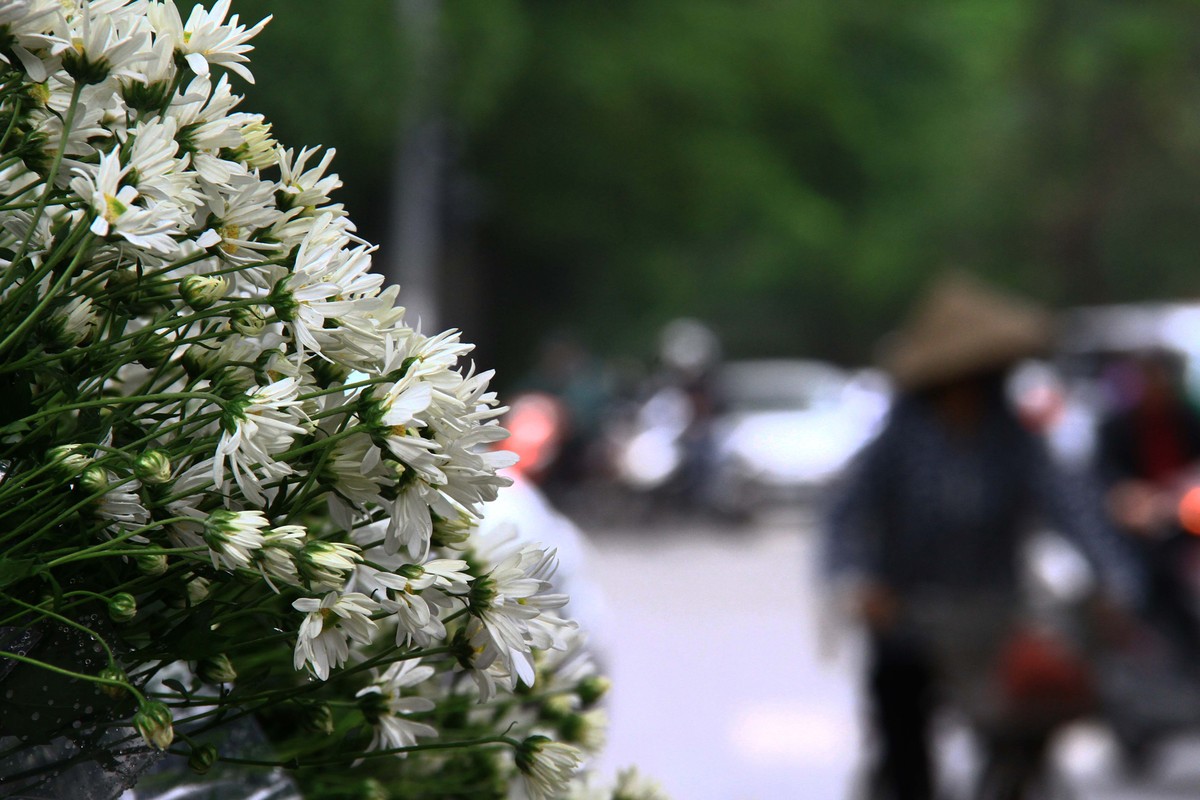 Hà Nội: Cúc Họa Mi trái mùa ế vì Covid-19 ảnh 9