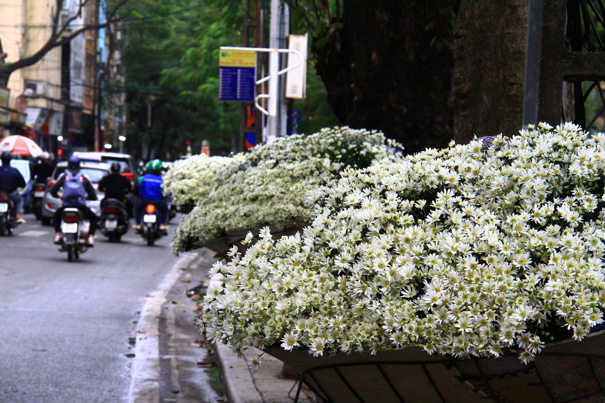 Hà Nội: Cúc Họa Mi trái mùa ế vì Covid-19 ảnh 8