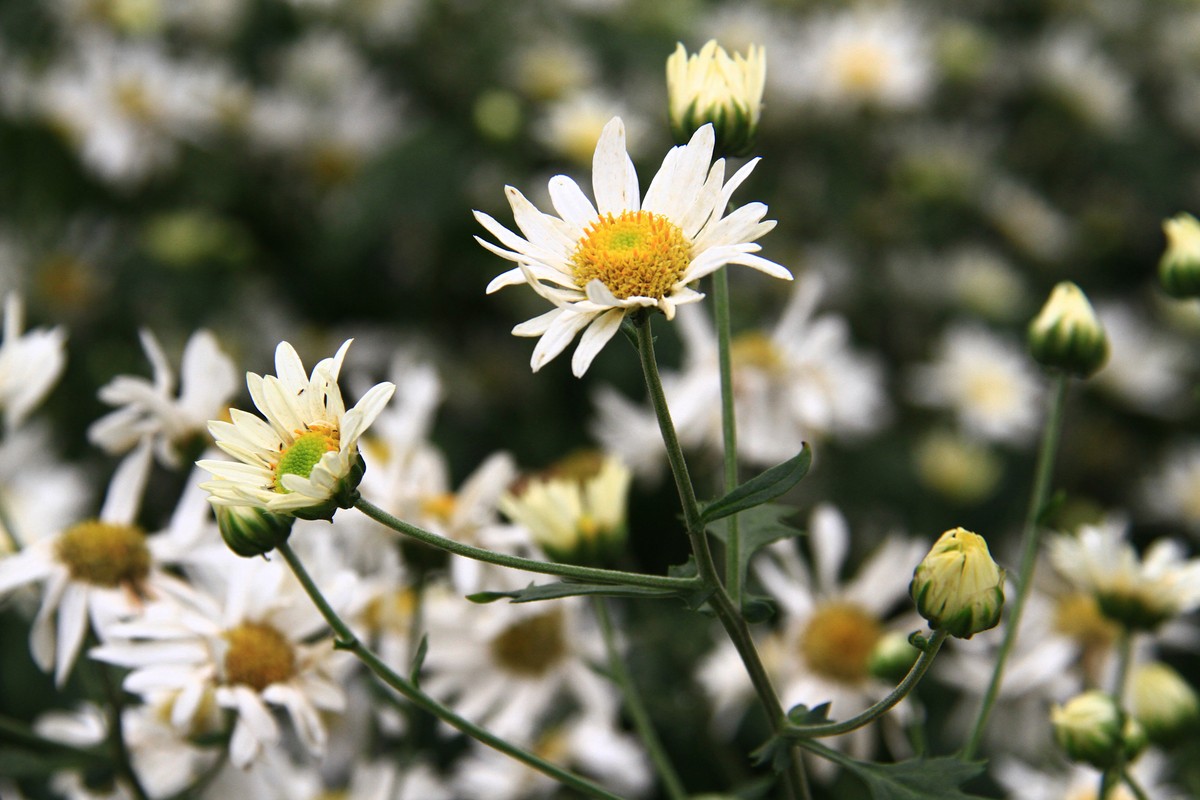 Hà Nội: Cúc Họa Mi trái mùa ế vì Covid-19 ảnh 5