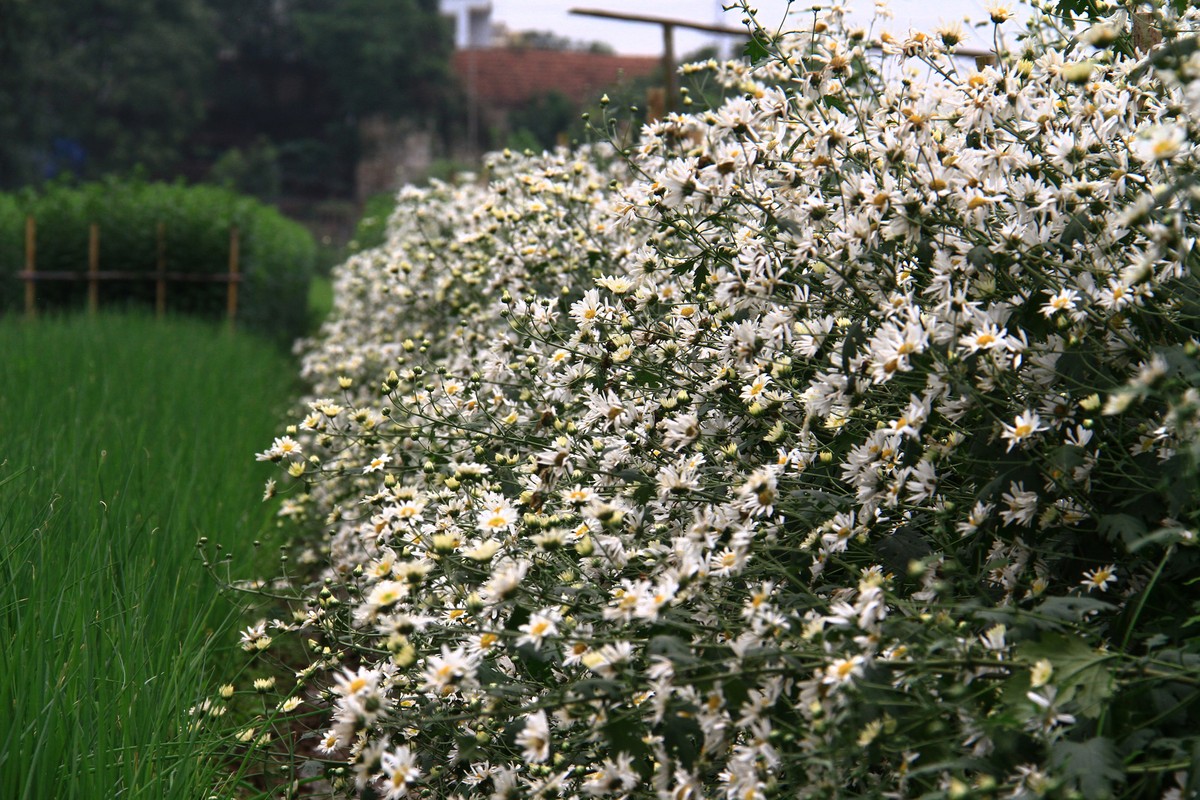 Hà Nội: Cúc Họa Mi trái mùa ế vì Covid-19 ảnh 4