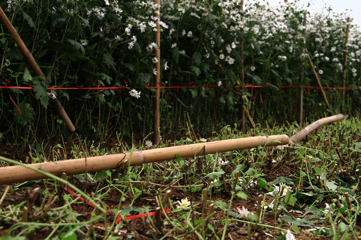 Hà Nội: Cúc Họa Mi trái mùa ế vì Covid-19 ảnh 6