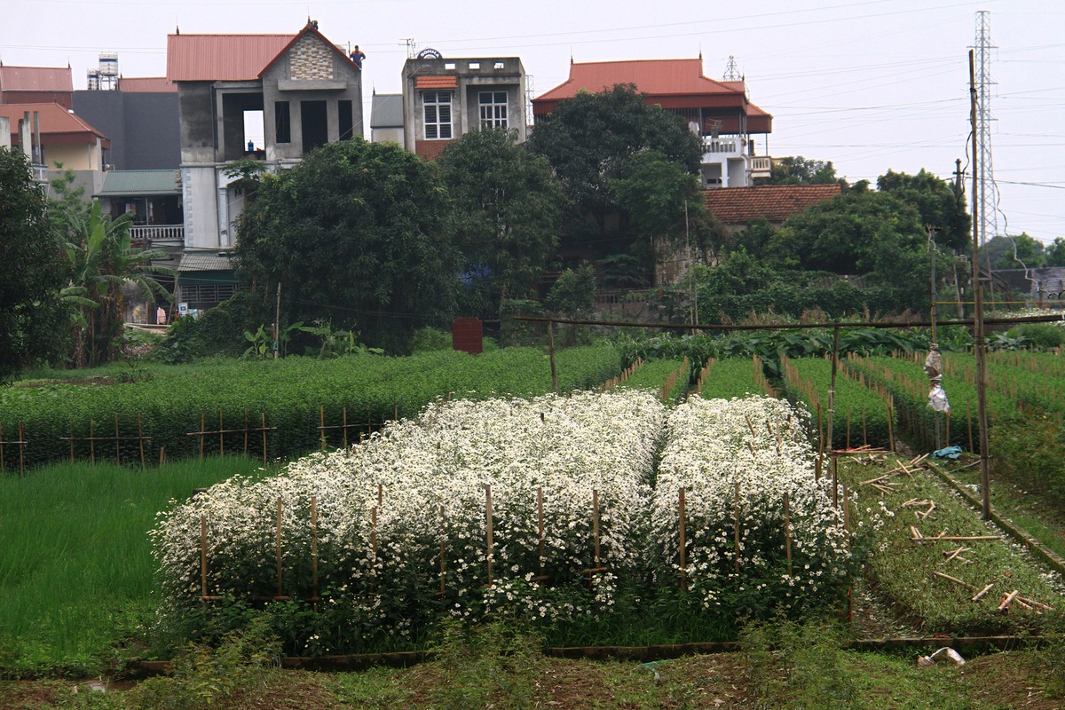 Hà Nội: Cúc Họa Mi trái mùa ế vì Covid-19 ảnh 7