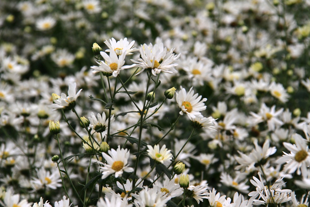 Hà Nội: Cúc Họa Mi trái mùa ế vì Covid-19 ảnh 3