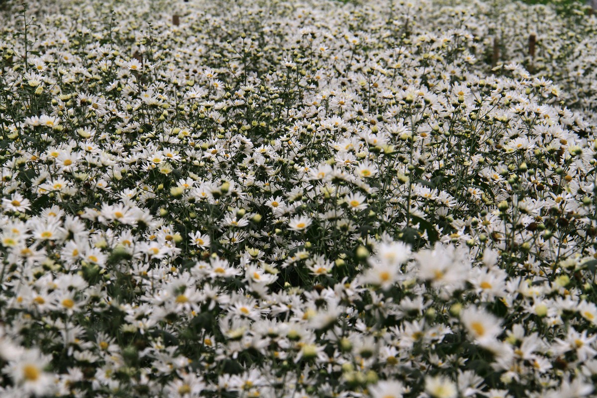 Hà Nội: Cúc Họa Mi trái mùa ế vì Covid-19 ảnh 2