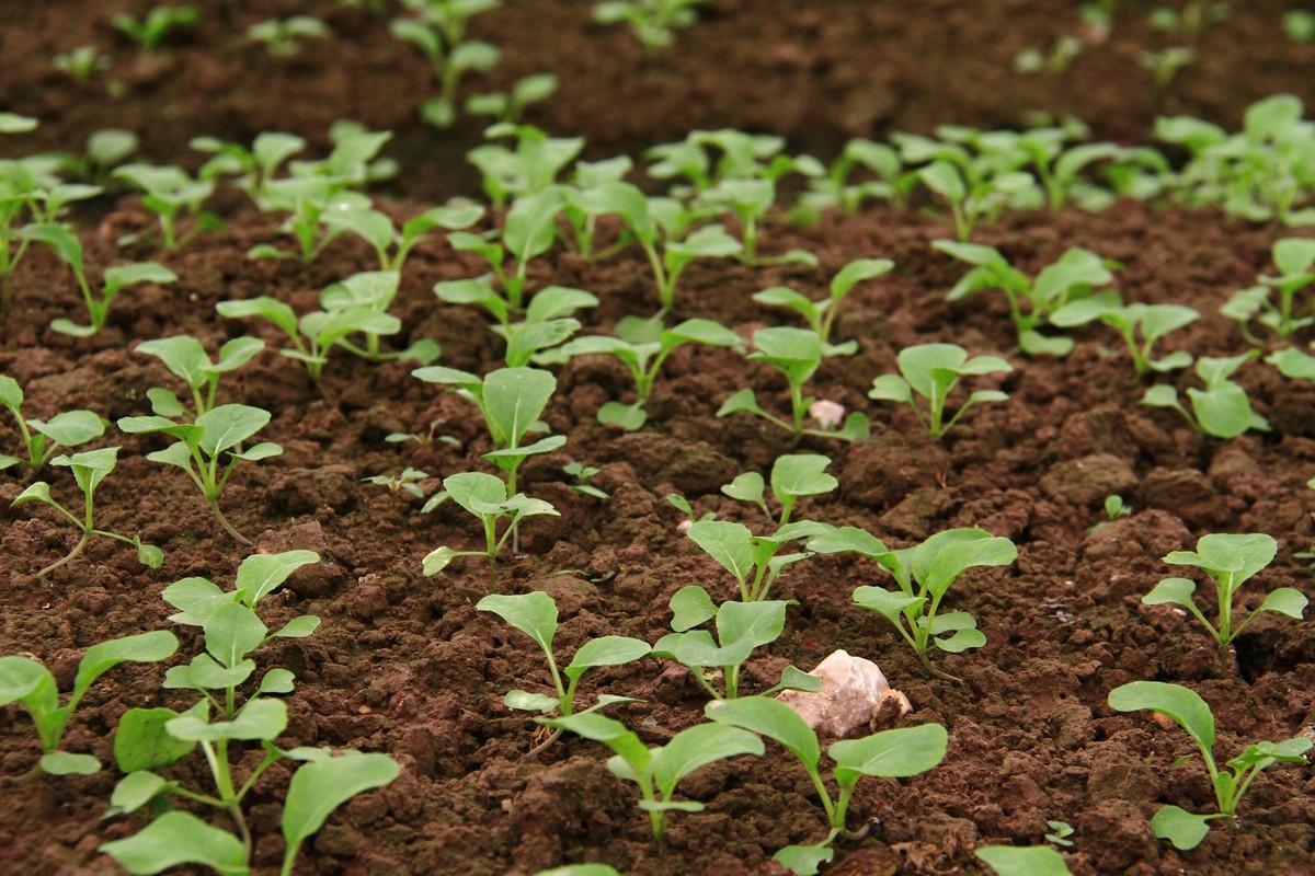 Hà Nội: Dân trồng rau lao đao vì dịch ảnh 18