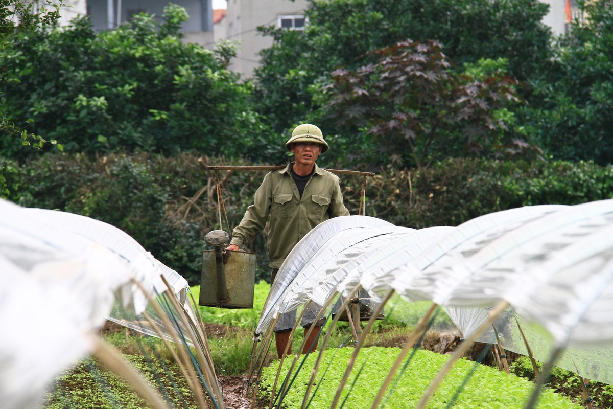 Hà Nội: Dân trồng rau lao đao vì dịch ảnh 15