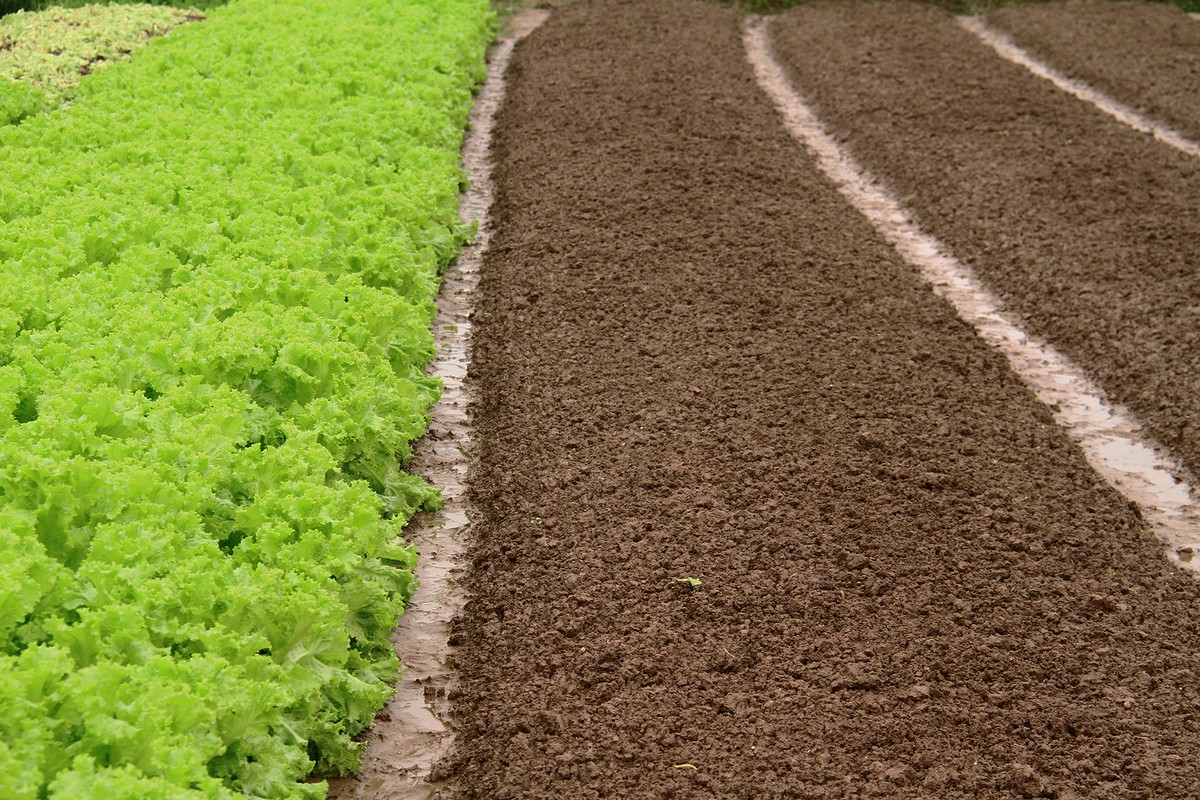 Hà Nội: Dân trồng rau lao đao vì dịch ảnh 19