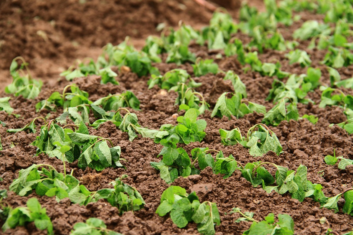 Hà Nội: Dân trồng rau lao đao vì dịch ảnh 17