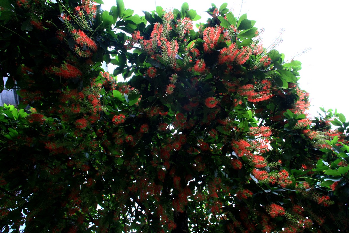 Dưới tán Lộc Vừng.