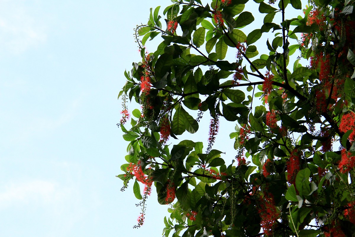 Mỗi độ Thu về, Hà Nội lại có thêm một sắc hoa.