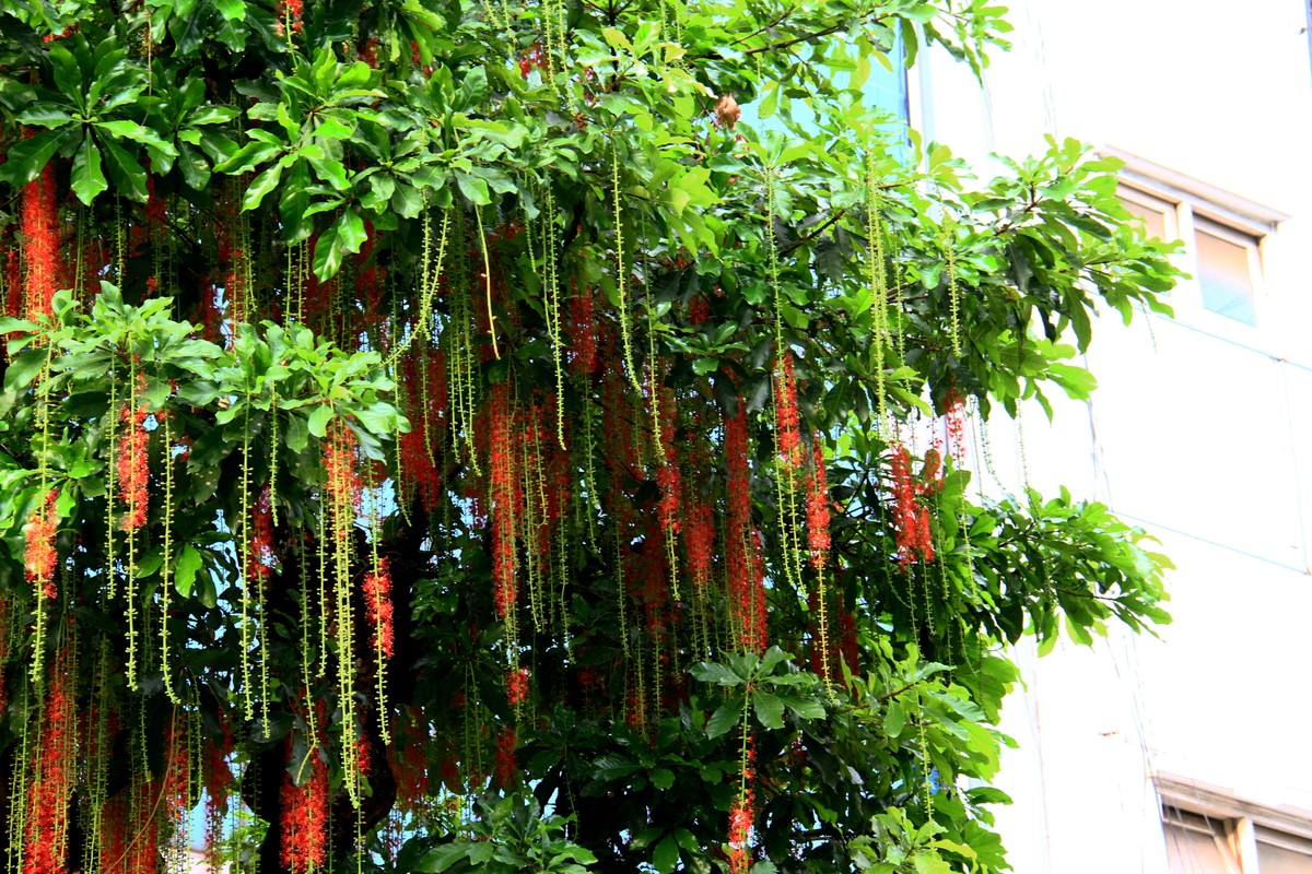 Trong tiết trời Thu, Lộc Vừng như một nét chấm phá cho cảnh vật.