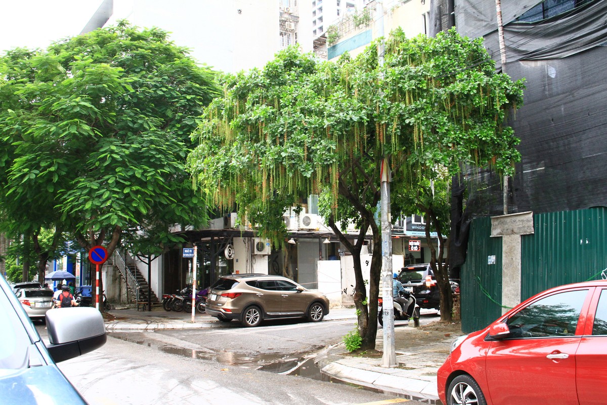 Cây Lộc Vừng này bắt đầu trổ hoa.