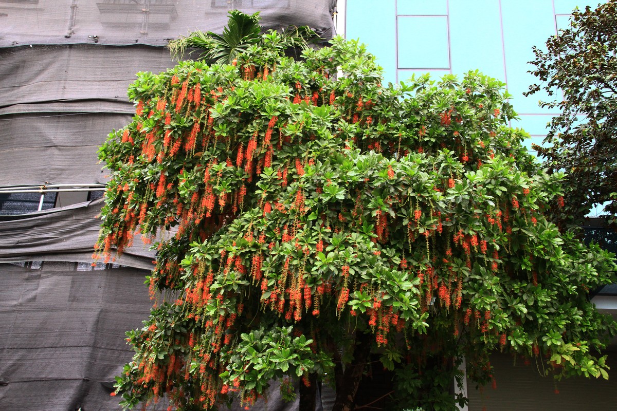 Cây này có hoa khá dày.